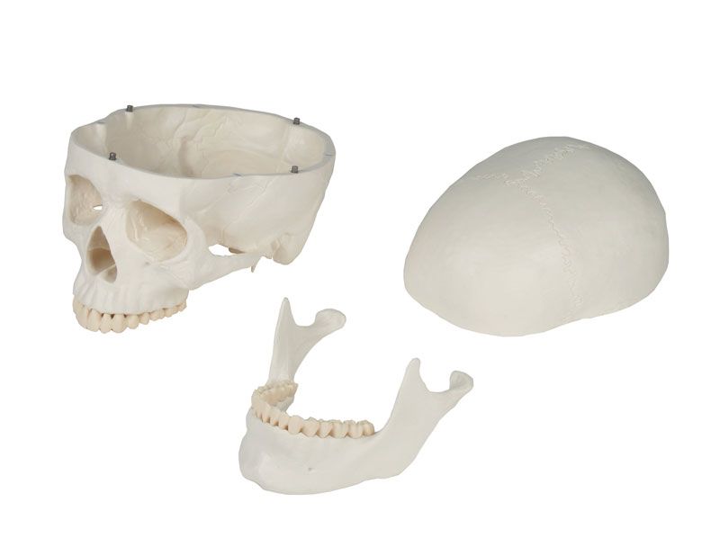 Schädelmodell, 3 - teilig – EZ Augmented Anatomy - Erler - Zimmer