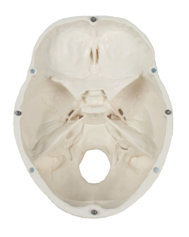 Schädelmodell, 3 - teilig – EZ Augmented Anatomy - Erler - Zimmer