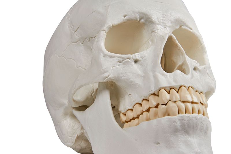 Schädelmodell, 3 - teilig – EZ Augmented Anatomy - Erler - Zimmer