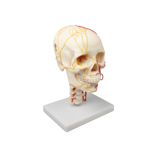 Neurovaskuläres Schädelmodell – Anatomiemodell mit Nerven, Arterien & abnehmbarem Schädeldach auf Halswirbelsäule - Erler - Zimmer
