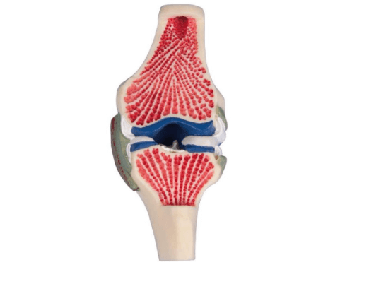 Knie - Gelenkschnittmodell in natürlicher Größe – Anatomiemodell mit Menisken, Bändern & Knorpelstruktur - Erler - Zimmer