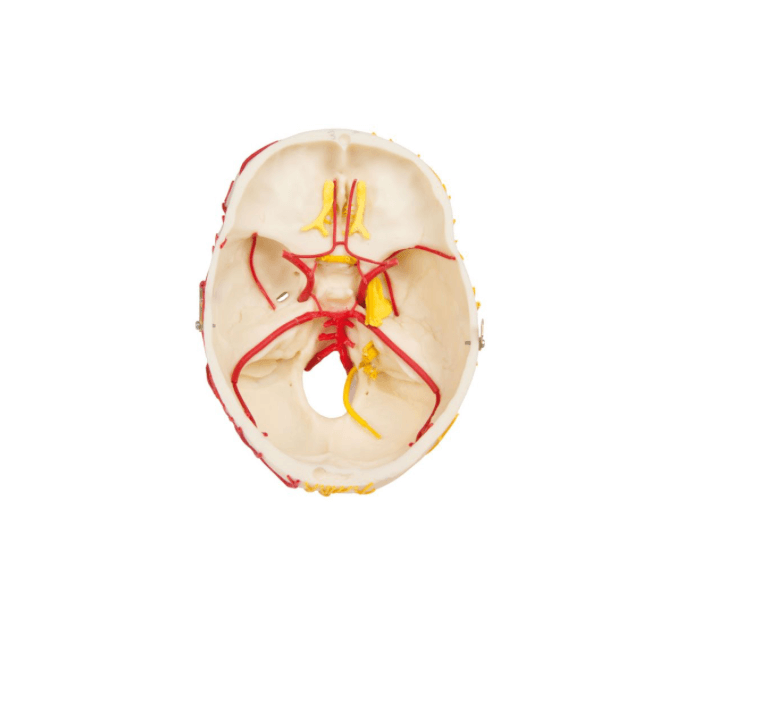 Neurovaskulärer Schädel mit Gehirn – Anatomiemodell mit Nerven, Gefäßen & zerlegbarem Gehirn in 8 Teilen - Erler - Zimmer