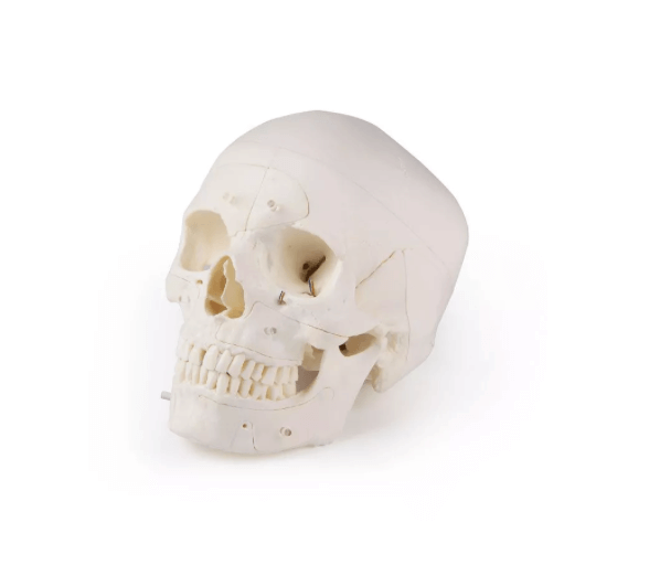 Luxus Demonstrations - Schädel, 14 - teilig – Premium - Lehrmodell für erweiterte anatomische Studien - Erler - Zimmer