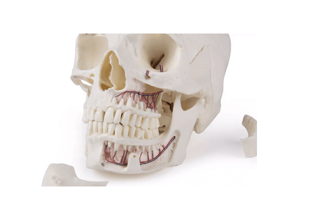 Luxus Demonstrations - Schädel, 14 - teilig – Premium - Lehrmodell für erweiterte anatomische Studien - Erler - Zimmer