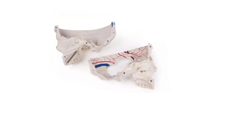 Luxus Demonstrations - Schädel, 14 - teilig – Premium - Lehrmodell für erweiterte anatomische Studien - Erler - Zimmer