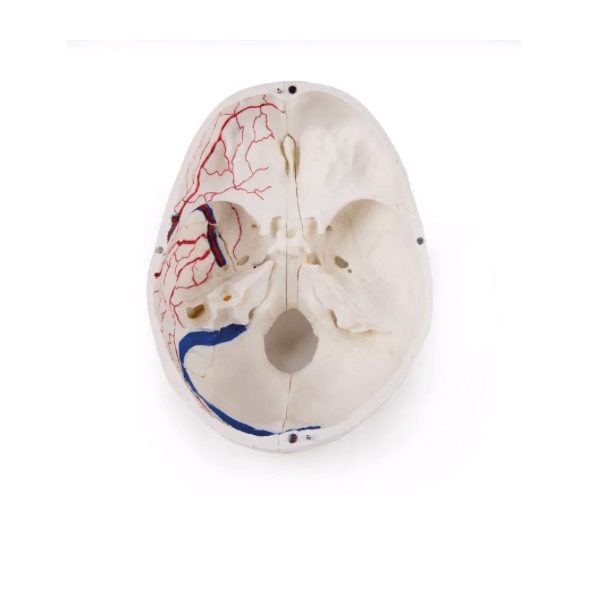 Luxus Demonstrations - Schädel, 14 - teilig – Premium - Lehrmodell für erweiterte anatomische Studien - Erler - Zimmer