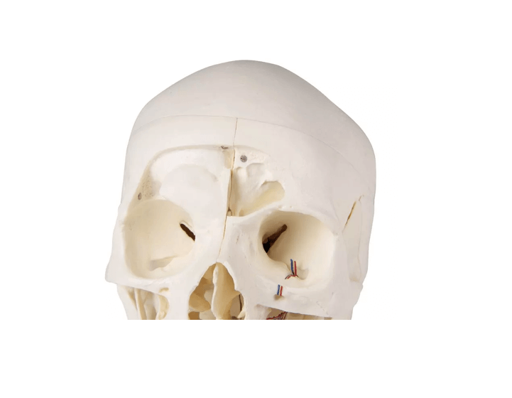 Luxus Demonstrations - Schädel, 14 - teilig – Premium - Lehrmodell für erweiterte anatomische Studien - Erler - Zimmer