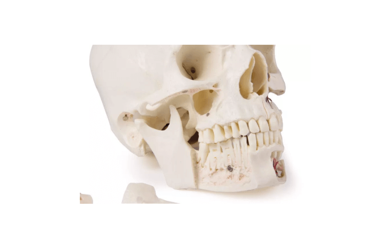 Luxus Demonstrations - Schädel, 14 - teilig – Premium - Lehrmodell für erweiterte anatomische Studien - Erler - Zimmer