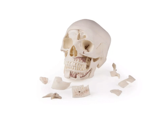 Luxus Demonstrations - Schädel, 14 - teilig – Premium - Lehrmodell für erweiterte anatomische Studien - Erler - Zimmer