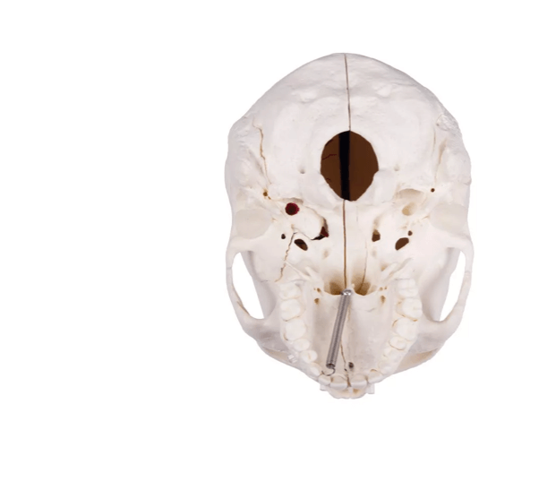 Luxus Demonstrations - Schädel, 14 - teilig – Premium - Lehrmodell für erweiterte anatomische Studien - Erler - Zimmer