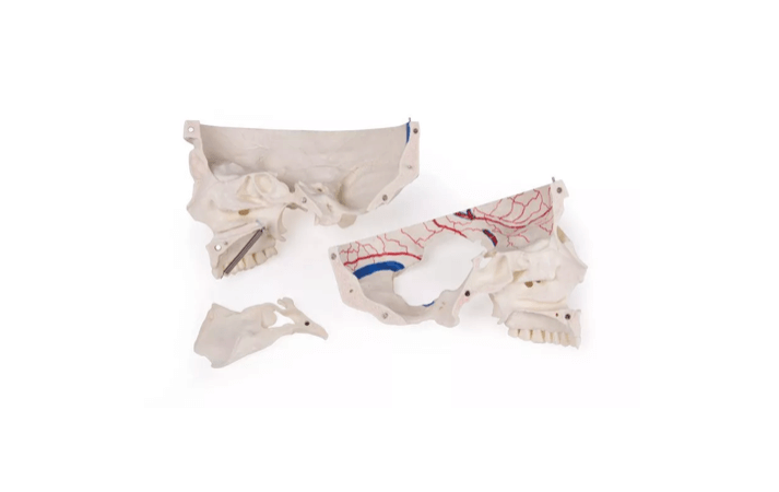 Luxus Demonstrations - Schädel, 14 - teilig – Premium - Lehrmodell für erweiterte anatomische Studien - Erler - Zimmer