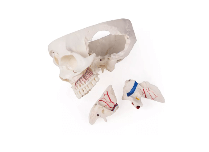 Luxus Demonstrations - Schädel, 14 - teilig – Premium - Lehrmodell für erweiterte anatomische Studien - Erler - Zimmer