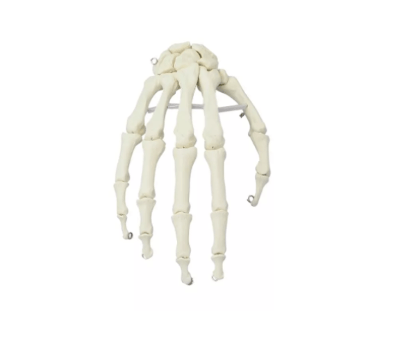 Handskelett – bewegliches Modell für detailgetreue anatomische Studien - Erler - Zimmer