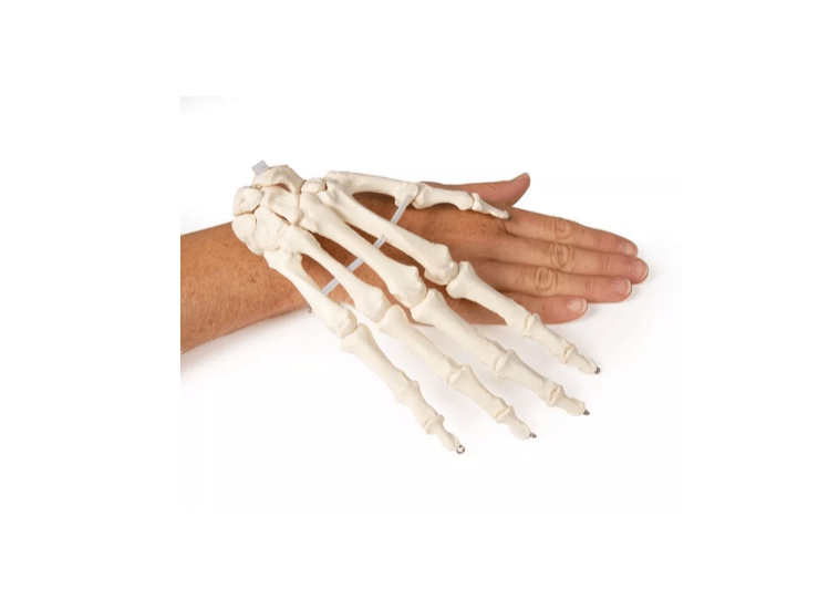 Handskelett – bewegliches Modell für detailgetreue anatomische Studien - Erler - Zimmer