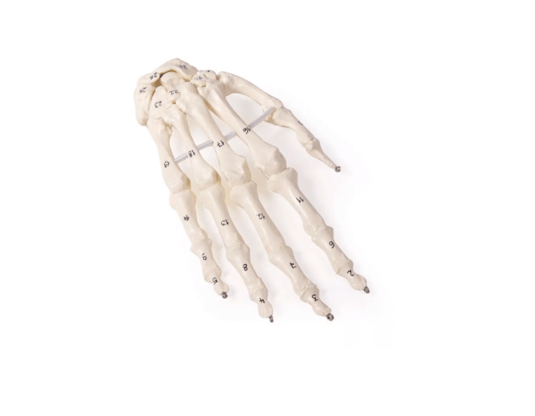 Handskelett mit Knochennummerierung – bewegliches Lehrmodell mit beschrifteten Knochen - Erler - Zimmer