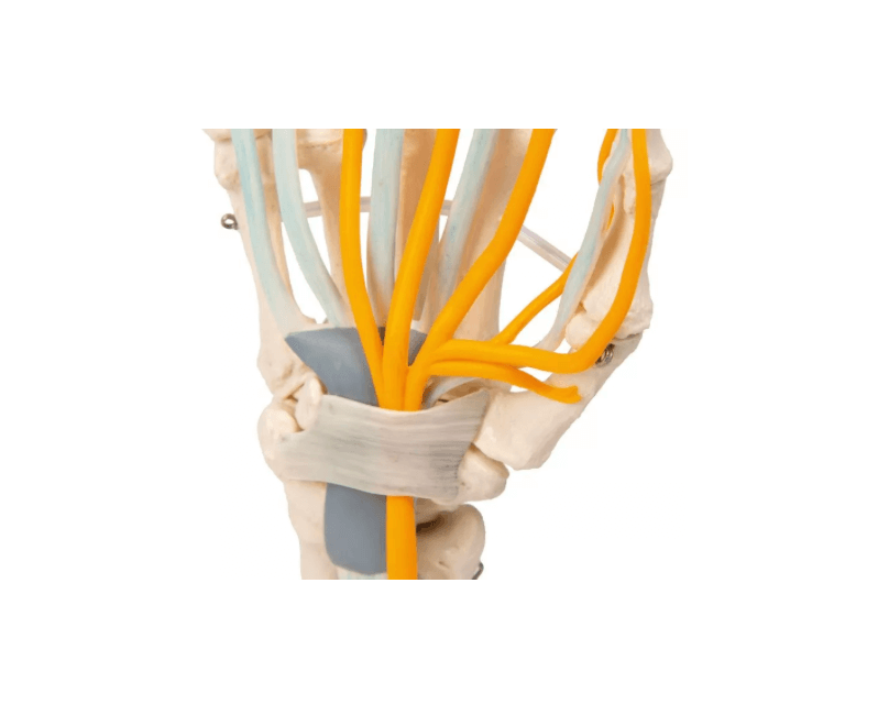 Hand mit Sehnen, Nerven und Karpaltunnel – funktionelles Modell zur Veranschaulichung anatomischer Strukturen der Hand - Erler - Zimmer