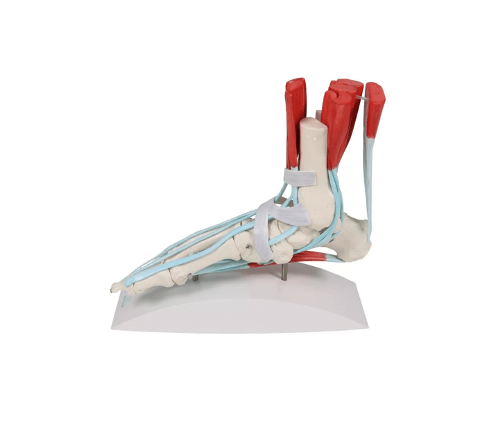 Fußskelett mit Sehnenapparat – lebensgroßes Modell zur Darstellung muskulärer und ligamentärer Strukturen - Erler - Zimmer