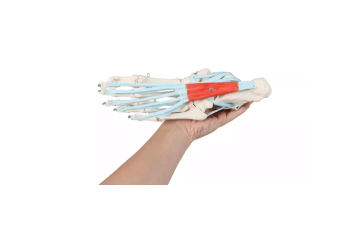 Fußskelett mit Sehnenapparat – lebensgroßes Modell zur Darstellung muskulärer und ligamentärer Strukturen - Erler - Zimmer