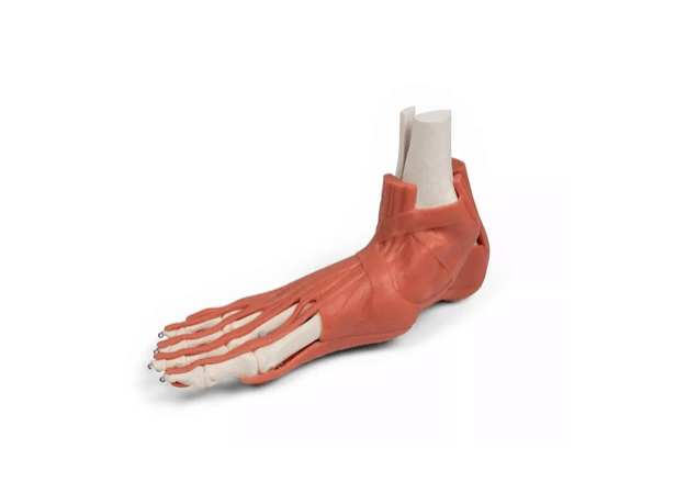 Rechtes Fußmodell mit Muskeln, Bändern und Retinacula – anatomisches Lehrmodell zur funktionellen Anatomie des Fußes - Erler - Zimmer
