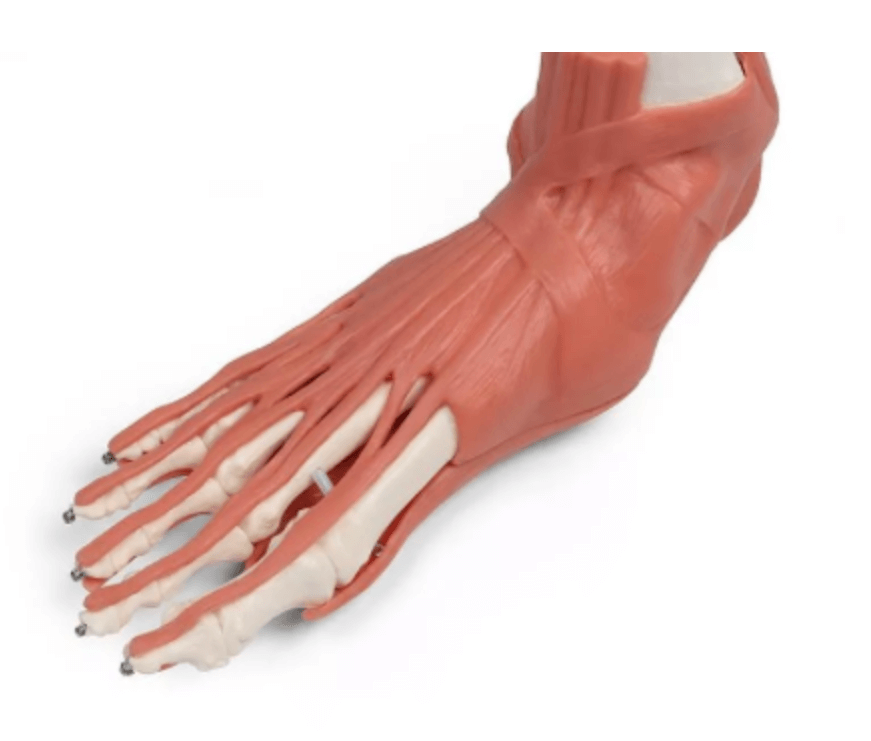 Rechtes Fußmodell mit Muskeln, Bändern und Retinacula – anatomisches Lehrmodell zur funktionellen Anatomie des Fußes - Erler - Zimmer
