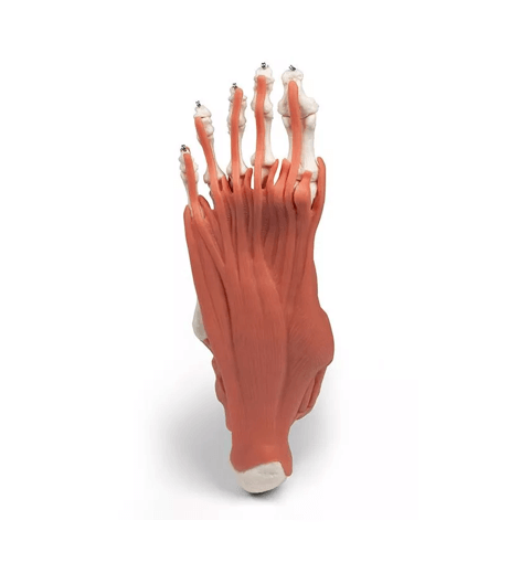 Rechtes Fußmodell mit Muskeln, Bändern und Retinacula – anatomisches Lehrmodell zur funktionellen Anatomie des Fußes - Erler - Zimmer
