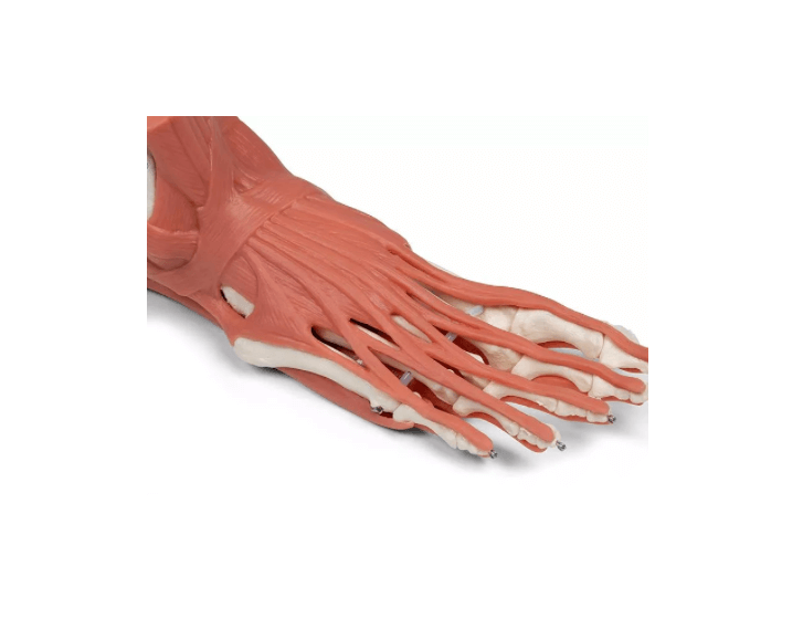 Rechtes Fußmodell mit Muskeln, Bändern und Retinacula – anatomisches Lehrmodell zur funktionellen Anatomie des Fußes - Erler - Zimmer