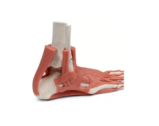Rechtes Fußmodell mit Muskeln, Bändern und Retinacula – anatomisches Lehrmodell zur funktionellen Anatomie des Fußes - Erler - Zimmer