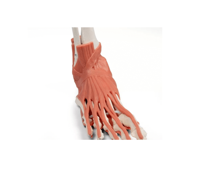 Rechtes Fußmodell mit Muskeln, Bändern und Retinacula – anatomisches Lehrmodell zur funktionellen Anatomie des Fußes - Erler - Zimmer