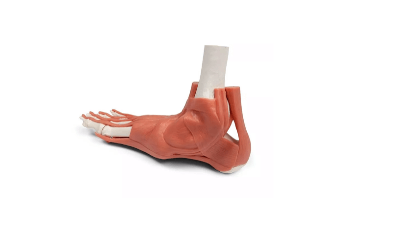 Rechtes Fußmodell mit Muskeln, Bändern und Retinacula – anatomisches Lehrmodell zur funktionellen Anatomie des Fußes - Erler - Zimmer
