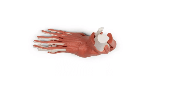 Rechtes Fußmodell mit Muskeln, Bändern und Retinacula – anatomisches Lehrmodell zur funktionellen Anatomie des Fußes - Erler - Zimmer