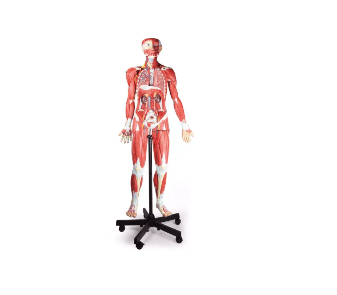 Muskelfigur – 32 - teiliges Anatomiemodell, 2/3 Lebensgröße - Erler - Zimmer