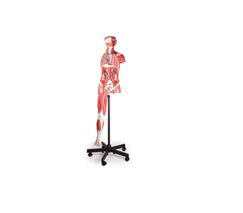 Muskelfigur – 32 - teiliges Anatomiemodell, 2/3 Lebensgröße - Erler - Zimmer