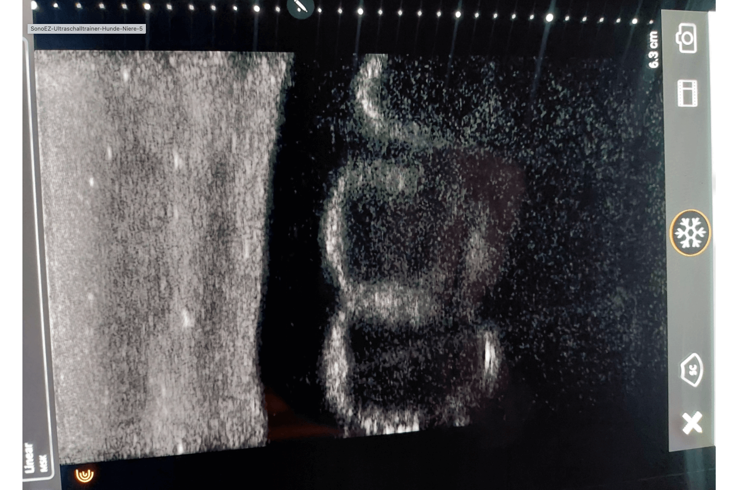 SonoEZ Ultraschalltrainer "Hunde Niere" - Erler - Zimmer