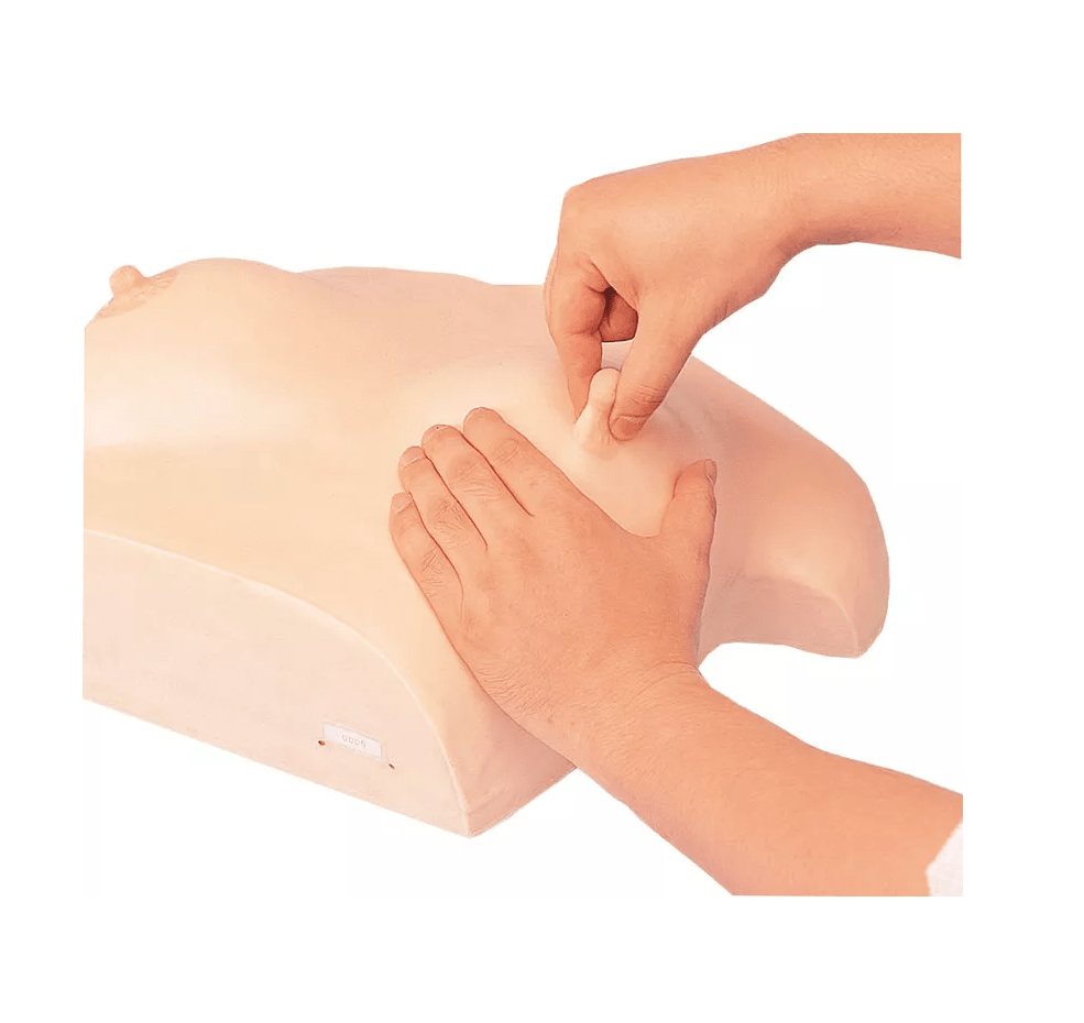 Brustpflege und - massagemodell - Erler - Zimmer