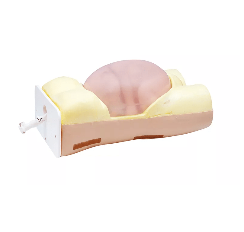 Übungsmodell Äußere Wendung - Erler - Zimmer