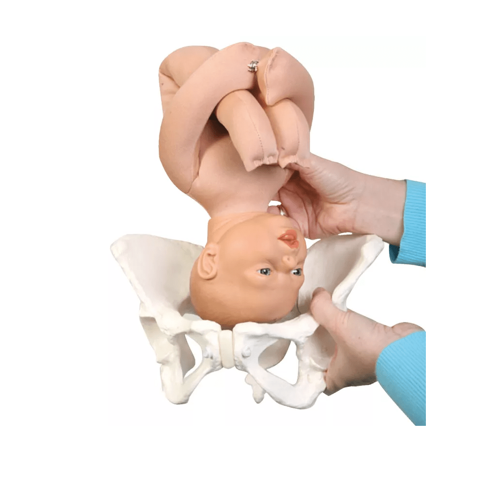 Luxus Geburtsmodell - Set - Erler - Zimmer