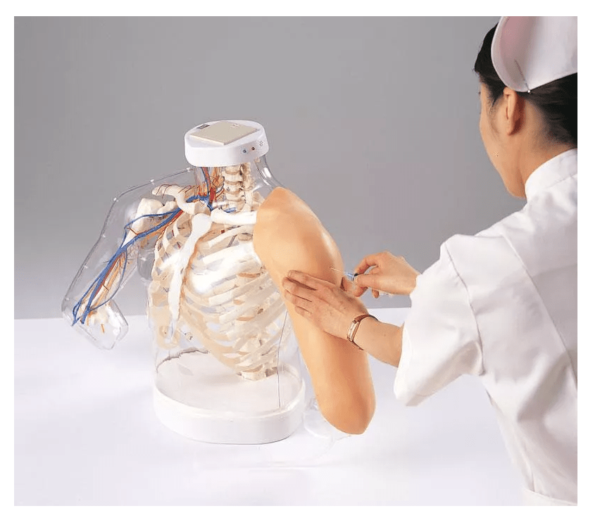 Modell Schulter - und Armanatomie/Injektionstechnik i.m. - Erler - Zimmer