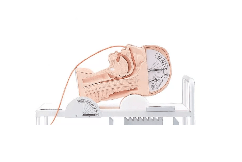 Demonstrationsmodell Schluckmechanismus - Erler - Zimmer