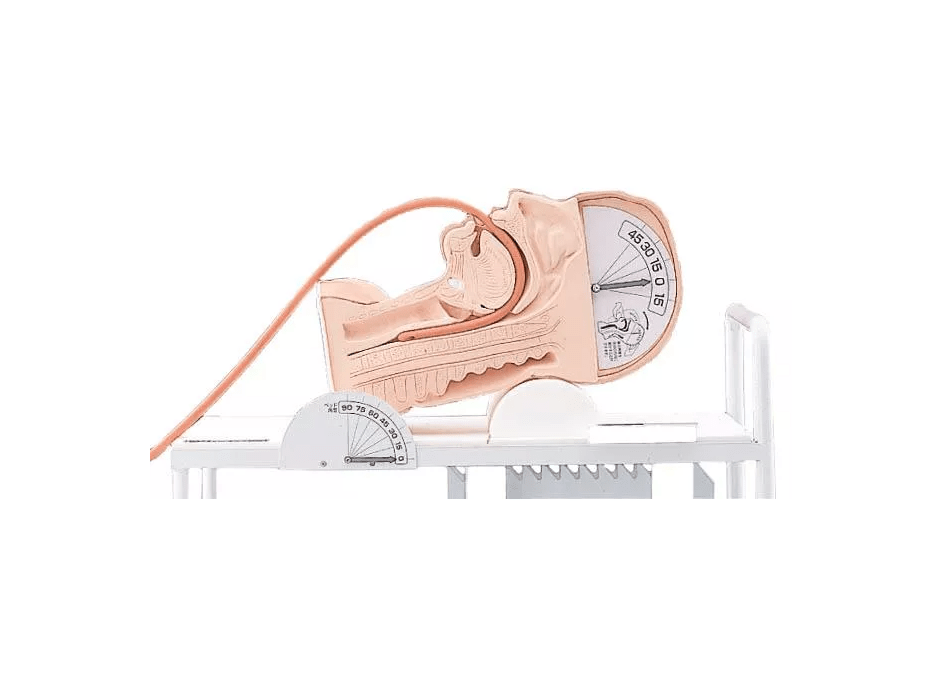 Demonstrationsmodell Schluckmechanismus - Erler - Zimmer