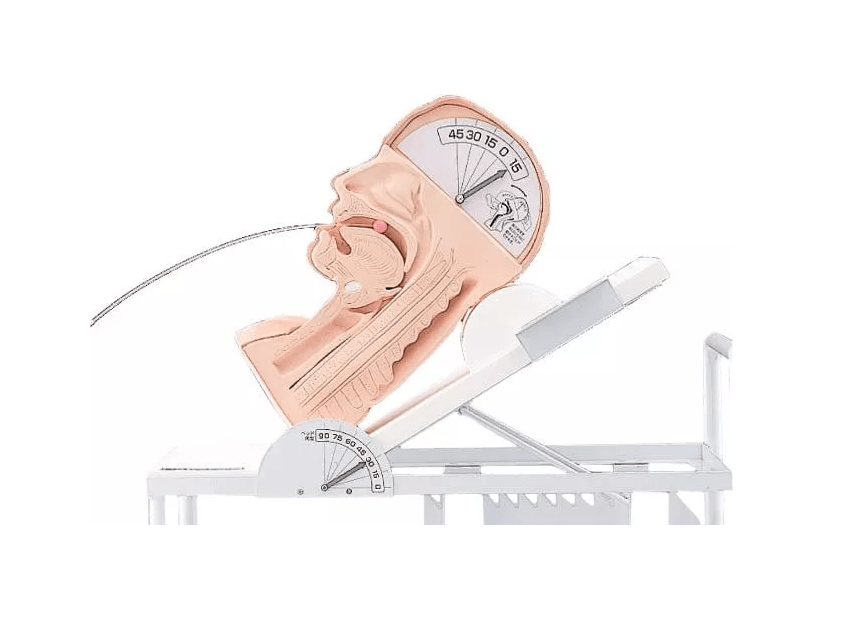 Demonstrationsmodell Schluckmechanismus - Erler - Zimmer
