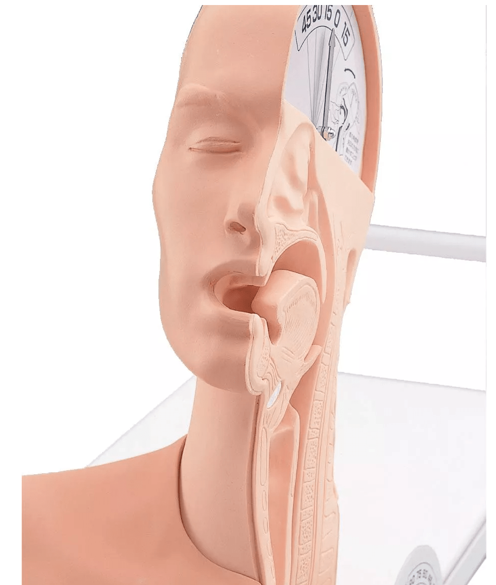 Demonstrationsmodell Schluckmechanismus - Erler - Zimmer