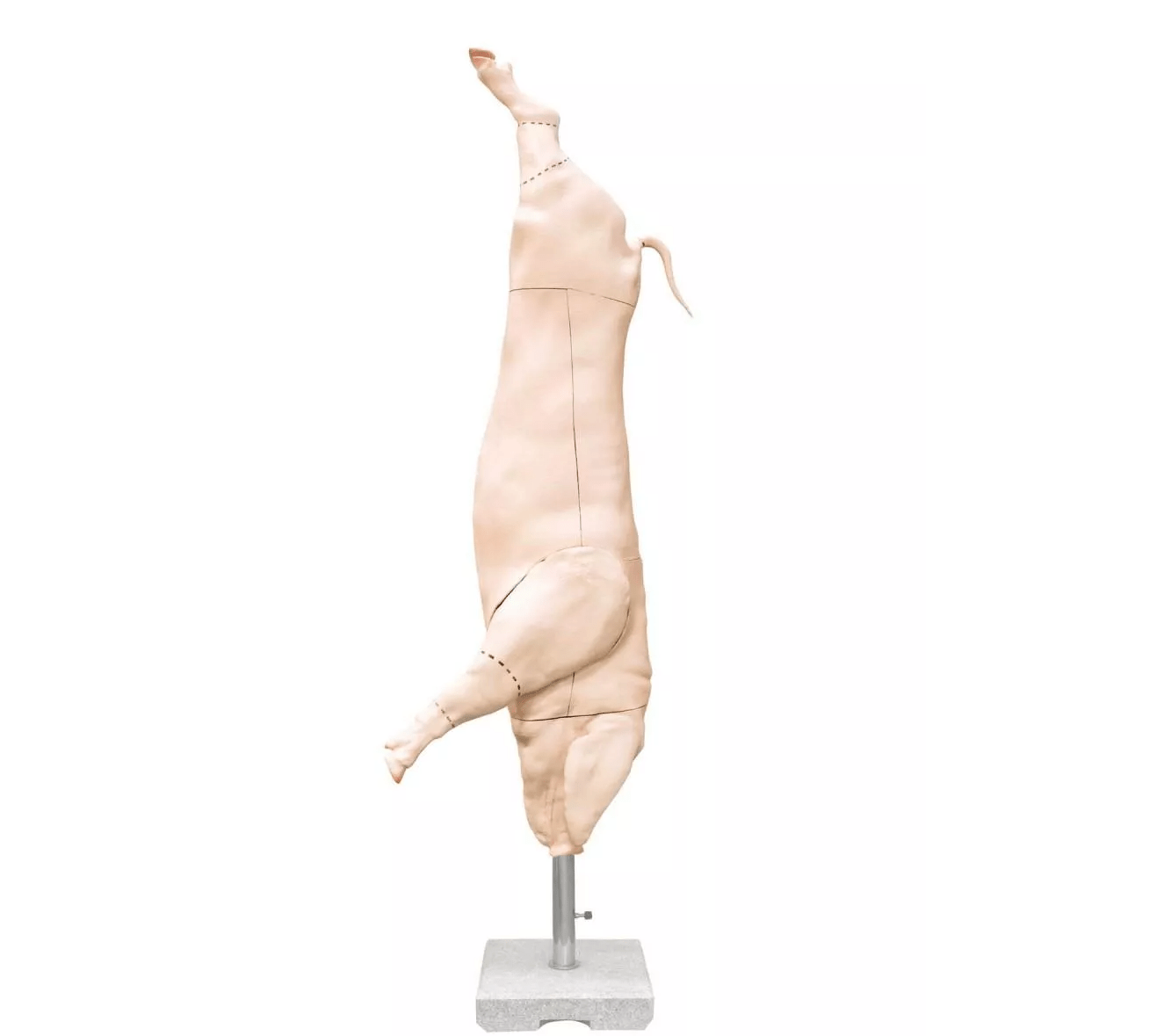 Schweine Kadaver Modell - Erler - Zimmer