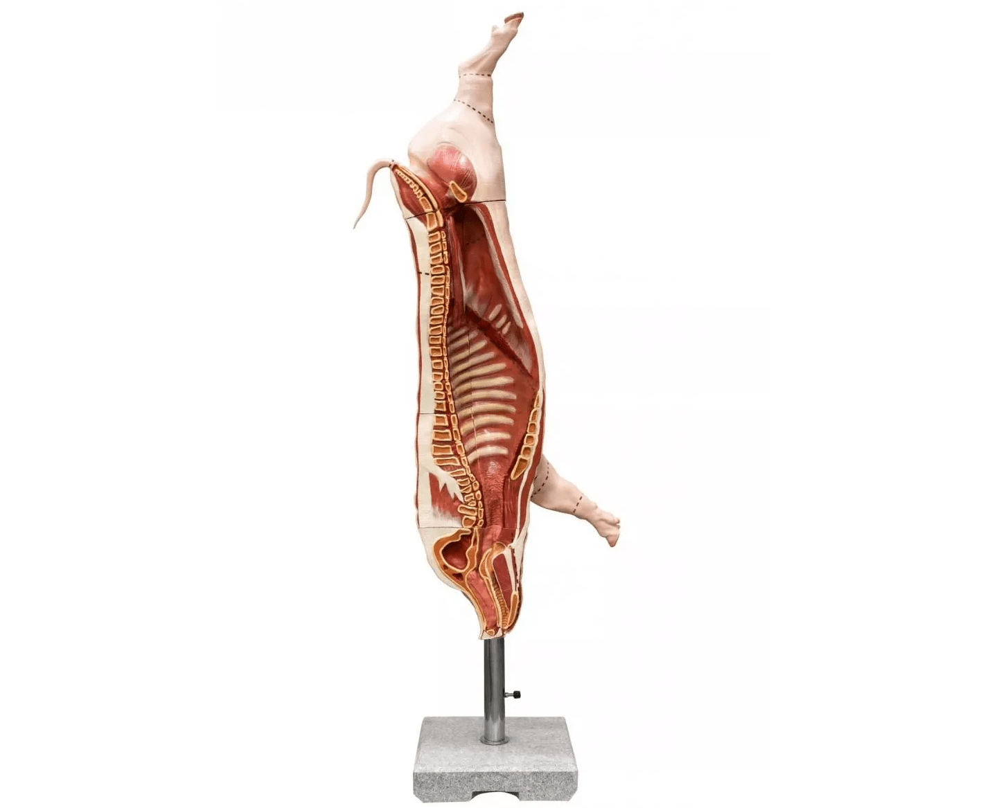 Schweine Kadaver Modell - Erler - Zimmer