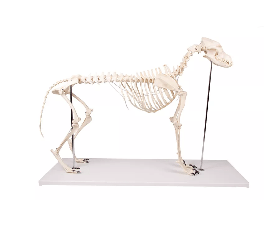 Hundeskelett "Olaf", natürliche Größe - Erler - Zimmer