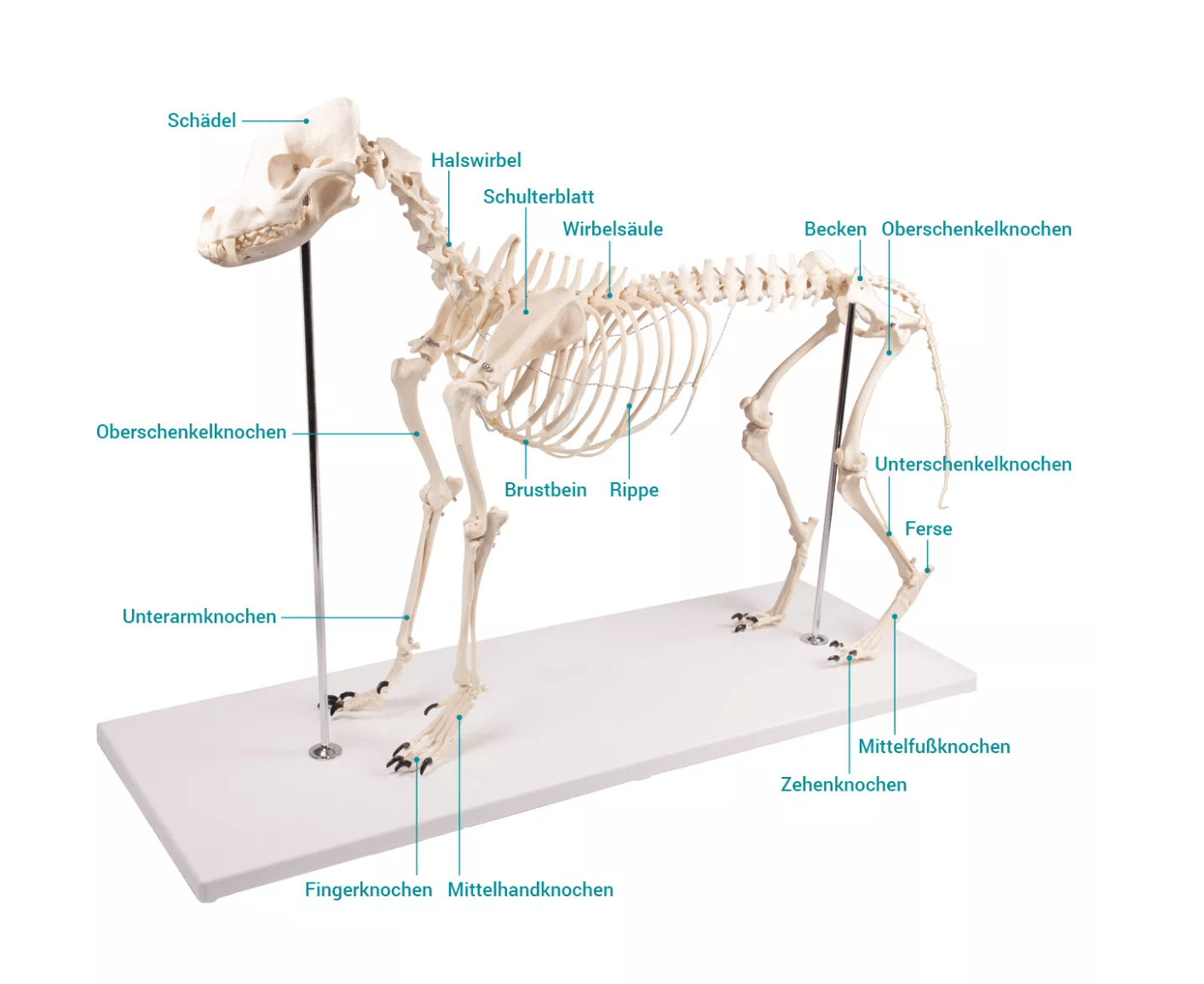 Hundeskelett "Olaf", natürliche Größe - Erler - Zimmer