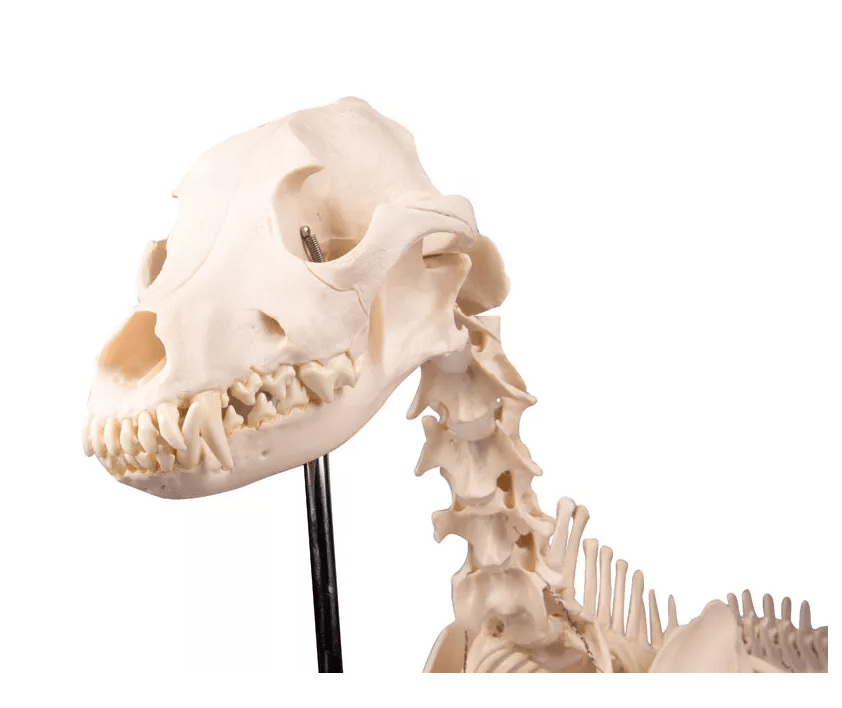 Hundeskelett "Olaf", natürliche Größe - Erler - Zimmer