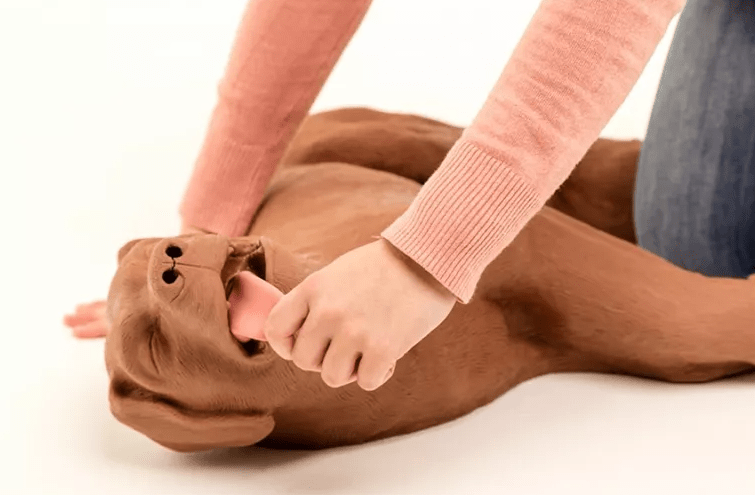 HLW Übungshund CasPeR - Erler - Zimmer