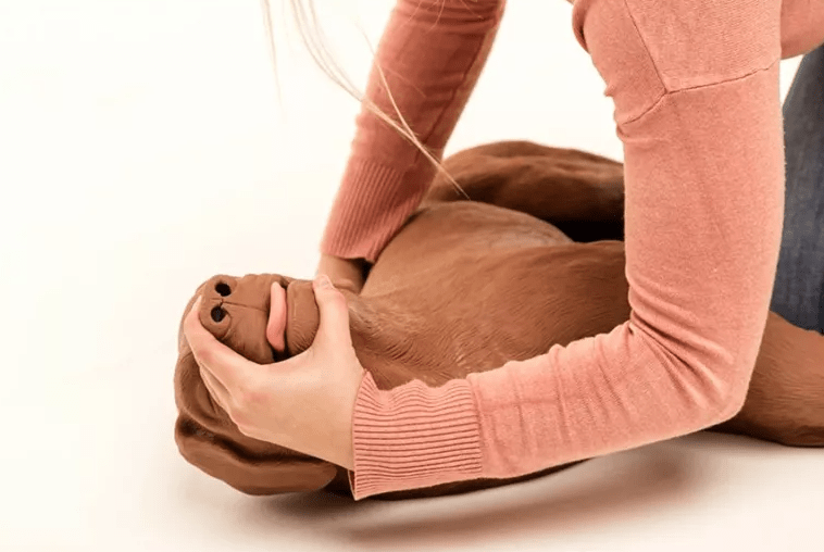 HLW Übungshund CasPeR - Erler - Zimmer
