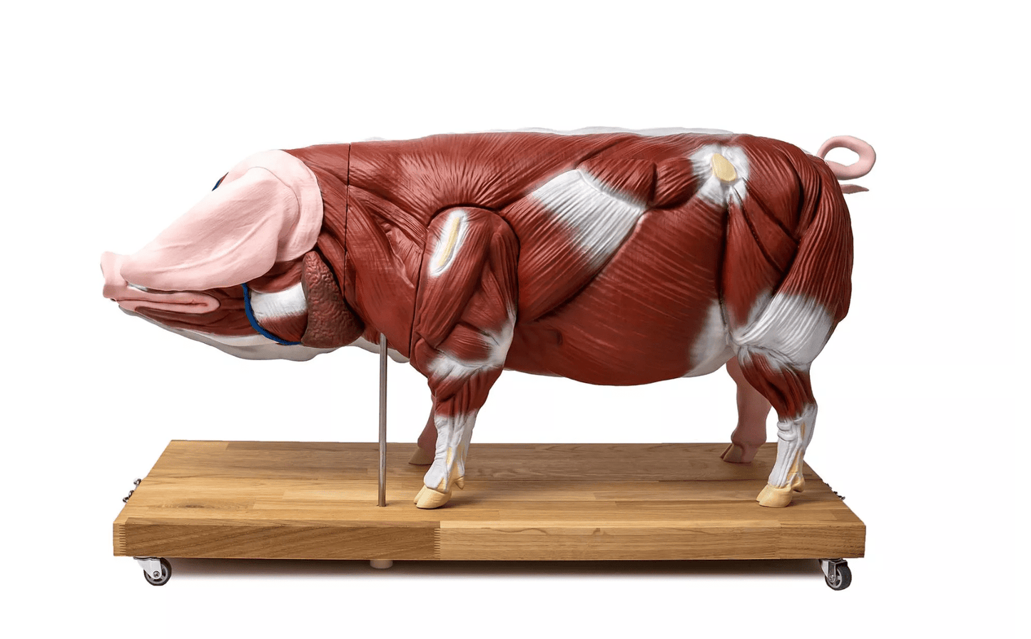 Schweinemodell, 20 - teilig, 1/2 natürliche Größe - Erler - Zimmer