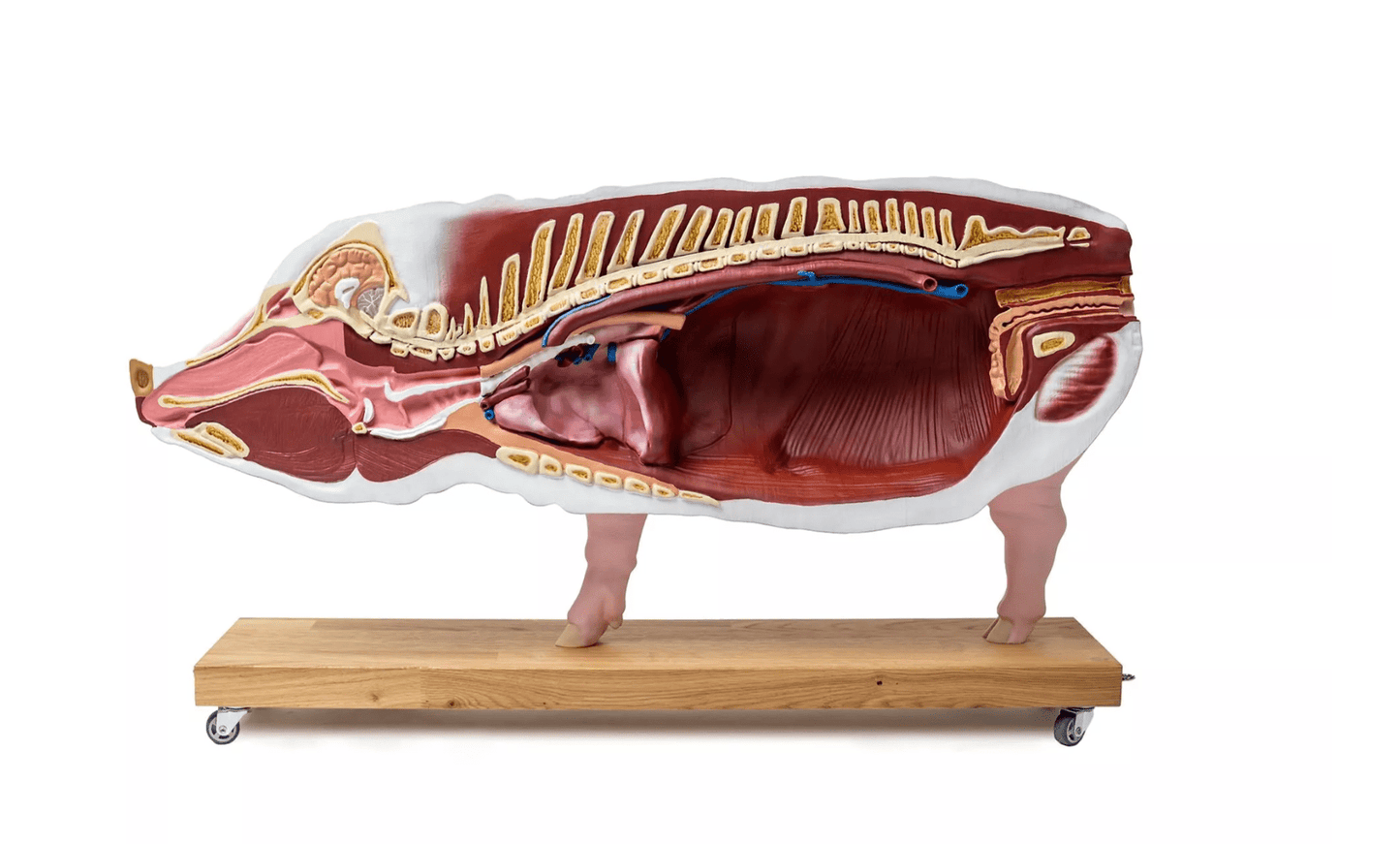 Schweinemodell, 20 - teilig, 1/2 natürliche Größe - Erler - Zimmer